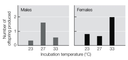 The graphs below show the reproductive successes of male and female jacky dragons that had been reared at different temperatures. Based on the graph, which of the following statements is false?   A)  Sex determination was manipulated by the effects of hormones. B)  Rearing temperature had different effects on the reproductive successes of males and females. C)  At every temperature treatment, the sex with the higher reproductive success was the sex that would normally develop at that temperature. D)  At the lowest temperature, females have a greater reproductive success than males do. E)  All of the above are true; none is false.