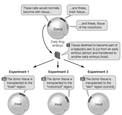 Use the following to answer questions: The diagram below shows experiments performed to determine whether the fates of cells are irrevocably determined.   -If cell fate were irrevocably determined, a normal embryo (one with all the cell types in the appropriate location)  would develop in A)  Experiment 1 only. B)  Experiment 2 only. C)  Experiment 3 only. D)  all of the experiments. E)  none of the experiments.