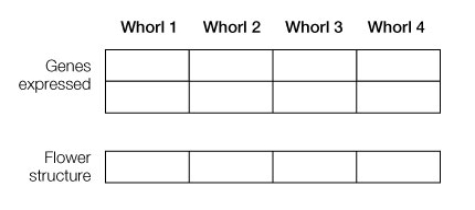 Suppose in the case of the MADS box gene model of floral organ development, gene class B is expressed in all whorls. Using the diagram below, fill in which genes should be expressed in each of the four whorls, and which structures they will develop into.  