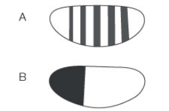 Use the following to answer questions: The diagram below shows different patterns of expression in a Drosophila embryo.   -A different developmental gene shows the pattern of expression in a Drosophila embryo as shown by part B in the diagram above. Based on this information, this gene most likely belongs to the _______ class of genes. A)  gap B)  Hox C)  segment polarity D)  MADS box E)  pair rule