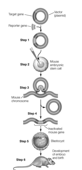 Use the following to answer questions : The diagram below shows how knockout mice are constructed.   -When does the insertion of the marker inactivate the function of the target gene? A)  Before arrow 1 B)  Between arrows 1 and 2 C)  Between arrows 2 and 3 D)  Between arrows 3 and 4 E)  After arrow 4