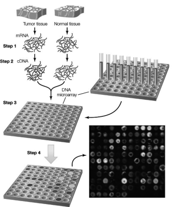 Use the following to answer questions: The diagram below shows the steps used in microarray analysis to detect differences in expression between tumor tissue and normal tissue.   -At which step is antisense RNA used? A)  Before arrow 1 B)  Between arrows 1 and 2 C)  At arrow 3 D)  At arrow 4 E)  None of the above