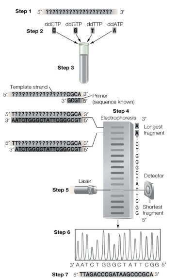 Use the following to answer questions: The diagram below shows how DNA is sequenced.   -At which step can DNA synthesis be halted by the incorporation of a ddNTP? A)  Step 2 B)  Step 3 C)  Step 4 D)  Step 5 E)  Step 6 or later