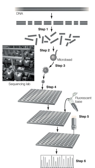 The diagram below shows high-throughput sequencing. At which step does PCR take place?   A)  Step 1 B)  Step 2 C)  Step 3 D)  Step 4 E)  Step 5 or later