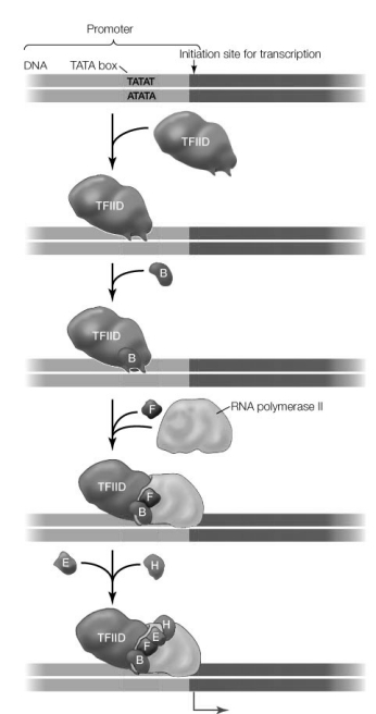 Use the following to answer questions: Refer to the diagram below.   -Which of the following represents the regulatory sequence of the DNA? A)  TATAT B)  ATATA C)  TFIID D)  BFEH E)  TFIID + B