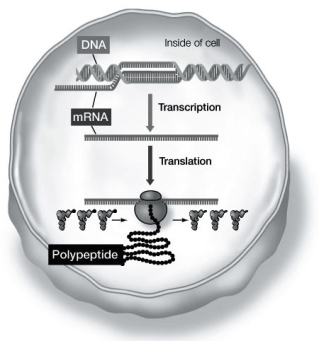Refer to the diagram below showing the process of gene expression in prokaryotes. The molecule responsible for carrying and delivering amino acids in the proper sequence is/are    A)  rRNA. B)  mRNA. C)  tRNA. D)  DNA. E)  DNA and mRNA.