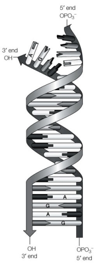 Refer to the following diagram of DNA complementary base pairing below. Which of the following bases would pair (from top to bottom)  with the exposed 3´ end strand?   A)  GACT B)  TCGA C)  AGCT D)  TAGC E)  ATCG