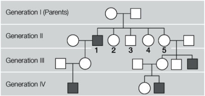 Refer to the diagram below showing a pedigree of a sex-linked recessive trait. In generation II, female number 5 marries a man and has three children. One daughter and one son do not have the recessive trait; the other son does have the recessive trait. Based on these results, one can conclude that   A)  the mother is heterozygous for the trait. B)  the mother is homozygous for the trait. C)  a mutation has occurred. D)  the father is heterozygous for the trait. E)  the father is homozygous for the trait.