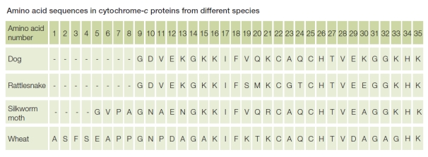 Refer to the figure below.   The figure compares data from four different organisms.The data include the first 35 amino acids that make up the protein cytochrome c, which functions in cellular respiration.Each capital letter represents a different amino acid.What do these data indicate about relationships among these four organisms? A)  The four organisms are unrelated because each has a unique sequence of amino acids that make up the cytochrome c protein. B)  All four organisms have a common origin because the same protein is found in all four with only small differences in structure among the four. C)  All four organisms have a common origin because cells in all four contain large and complex biomolecules that carry out metabolic reactions that sustain life. D)  Only rattlesnake and dog have a common origin because only their cytochrome c sequences are similar. E)  Only wheat is unrelated to the other three, as shown by differences in cytochrome c structures, because wheat is a plant and the others are animals.