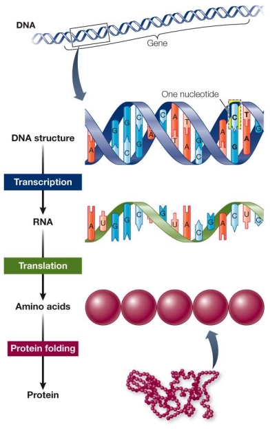 Refer to the figure below showing DNA as life's  blueprint.    Which statement is not supported by evidence presented in the figure? A)  Genes are composed of DNA. B)  Information in DNA is used to construct proteins. C)  Nucleotides contain genetic information. D)  DNA is composed of nucleotides. E)  Proteins are composed of genes.