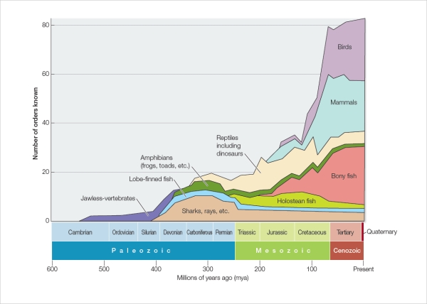 Refer to the figure below showing changes in the diversity of vertebrate life forms inhabiting Earth over its history.   Which statement is accurate and also describes factors that most contributed to the trend depicted in the figure? A)  The range of animal body forms increased tremendously over the history of life on Earth because cell differentiation opened up new structural possibilities. B)  Over time, animals have experienced increasing survival rates because evolution moves in the direction of improving on past forms. C)  Simple vertebrates slowly evolved into more complex vertebrates, because the more complex forms are more highly evolved. D)  Biologists are less able to document the variety of life forms that inhabited Earth the farther back in time they search for clues. E)  The environment on Earth has changed: it was least hospitable to life in its earliest stages but has grown more and more hospitable to life over its long history.