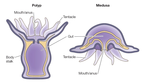 Refer to the figure below.   The Cnidaria are simple marine animals that have either of the two basic body plans shown in the figure.You may be familiar with sea anemones, which have the body plan shown on the left, and you are likely familiar with jellyfish, which have the body plan shown on the right.What feature shared by both of these cnidarians could have been important in providing the conditions that enabled the rise of multicellularity on Earth? A)  Marine habitat B)  Tentacles C)  Shared mouth and anus D)  Separate internal and external layers E)  Symmetrical body shape
