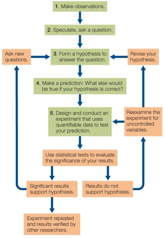 Refer to the diagram below showing the steps in the scientific method.   Which step in the diagram best illustrates the use of inductive logic? A)  1 B)  2 C)  3 D)  4 E)  5