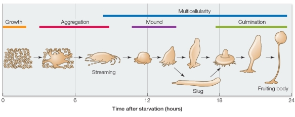 Refer to the figure below.   The diagram depicts the life cycle of an organism known as a slime mold, which can be found in temperate forest ecosystems.A slime mold begins as a group of single cells that function independently when nutrients are readily available.However, these cells begin aggregating to form a multicellular slug and then a fruiting body when starved.The fruiting body produces spores and dies after releasing the spores.Provided that they land in a nutrient-rich environment, spores then develop into individual cells that can begin the process over again.Using this information, explain how cell specialization contributes to the biological success of slime molds.