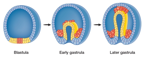 Refer to the figure below.   The figure shows early steps in the embryonic development of a simple vertebrate animal.Each figure represents a cross-sectional view of a developing embryo.The blastula can be described as a ball of cells.These cells formed from a fertilized egg that underwent several rounds of cell division.The blastula then undergoes invagination to form the gastrula as shown in the diagram.During invagination, some cells are pushed up into the center of the ball, creating a cell-lined pocket on the inside of the gastrula.This pocket later becomes the digestive tract of the developing animal.All vertebrate animals follow this pattern of development.Analyze the diagram to explain why the process of gastrulation provides the opportunity for the evolution of cell specialization and multicellularity in animals.