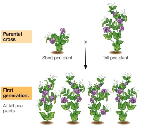 Refer to the figure below.   Gregor Mendel observed that some crosses between short and tall pea plants yielded the results shown in the figure.Explain why this observation did not fit with what someone of Mendel's time might have expected, and how this relates to the scientific investigations that Mendel pursued.