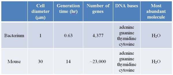 Refer to the table below.   Which data provide evidence that these two organisms have a common origin? A)  Cell sizes B)  Time for one cell division cycle C)  Number of genes D)  DNA base identities E)  Identity of most prevalent molecule in a cell