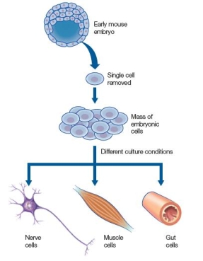 Refer to the figure below showing the steps carried out in a laboratory using cells obtained from a mouse embryo.   What statement is true based on the experiment depicted in the figure? A)  The processes involved in a developing multicellular organism are too complex to study in the lab. B)  External factors are unimportant in determining the path of specialization of cells in a developing embryo. C)  Specialization of each cell in a multicellular organism relies solely on which genetic factors are present in the cell. D)  A multicellular organism develops from a group of identical cells into nonidentical specialized cells that perform different functions. E)  Cells become specialized as a mouse embryo develops, but their specialized identities can be changed to different identities at times along the way.