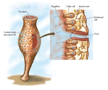 Refer to the figure below.   The figure shows a simple sponge that lives attached to the ocean floor.The sponge consists of an outer layer of epidermal cells, an inner layer of collar cells and amebocytes, and pore cells that allow water to move from the outside to the inside.The water is propelled by the beating of flagella attached to the collar cells on the inside cavity.Collar cells trap food particles that are digested by the amebocytes.A student claims that a simple sponge could be a model organism used to study how multicellular organisms evolved.Which statement best evaluates this student's claim? A)  The student's statement is correct because the sponge lives attached to the ocean floor and would therefore be a model for multicellular plant evolution. B)  The student's statement is correct because the sponge demonstrates a simple structure made up of cells that have specialized to serve different functions. C)  The student's statement is incorrect because the sponge does not have any recognizable organs or organ systems. D)  The student's statement is incorrect because the sponge has only four different types of cells while other multicellular organisms have many more. E)  The student's statement cannot be evaluated, because there is not enough information to support or refute the claim.