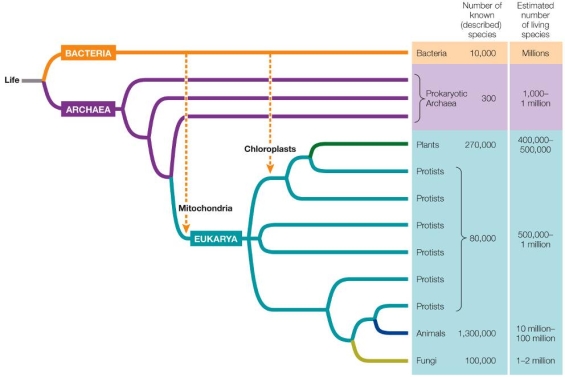 Refer to the figure below showing the tree of life.   Based on this figure, which statement is true? A)  Most of the species that were ever present on Earth have already been discovered. B)  The diversity of organisms on Earth has increased since life arose. C)  Protists are prokaryotes. D)  Plants and bacteria do not share a common ancestor. E)  Fungi are more closely related to plants than to animals.