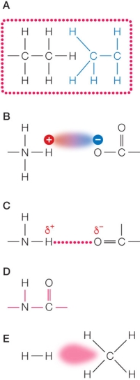 Refer to the figure below showing various chemical bonds and interactions.   Nonpolar molecules would likely exhibit which type(s) of bonds or interactions?
