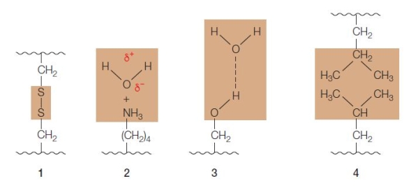 Refer to the figure below.   The figure shows four examples of molecular interactions in biological samples.Can any of these be used as examples of hydrophilic or hydrophobic interactions? A)  1, 2, and 3 hydrophilic; 4 hydrophobic B)  2 and 3 hydrophilic; 4 hydrophobic C)  2 hydrophilic; 4 hydrophobic D)  3 hydrophilic; 1 and 4 hydrophobic E)  2 and 3 hydrophilic; 1 and 4 hydrophobic