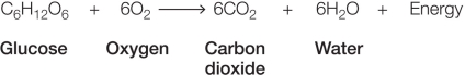 Refer to the figure below.   A living cell carries out this chemical reaction in many steps with a very small release of heat.The same chemical reaction can be carried out in one step in a chemistry lab using special equipment with the release of a very large amount of heat.Which statement related to this observation is correct? A)  Although the overall chemical reactions are the same, the cellular reaction involves less energy release than the reaction carried out in the lab. B)  The total amount of energy present before a reaction can change by the end of the reaction, depending on how the reaction proceeds. C)  Energy is not conserved in reactions carried out in laboratories; it is only conserved in reactions in living organisms. D)  Energy that escapes as heat is not considered when accounting for the changes in energy during any chemical reaction. E)  Energy in equals energy out in both cases, but most of the energy released is diverted to chemical bond energy in the cell instead of being released as heat.