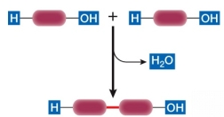 Refer to the diagram below, showing a condensation reaction.   This reaction does not occur during the formation of a(n)  A)  peptide bond. B)  glycosidic linkage. C)  disulfide bond. D)  ester linkage. E)  disaccharide from two monosaccharides.