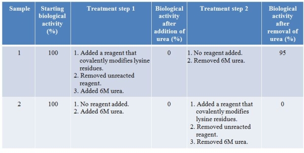 Two identical samples of a purified protein were subjected to different treatment steps.The biological activity of the protein after each step was measured, as summarized in the table below.   Which statement about structure-function relationships in proteins is consistent with the data? A)  Lysine residues in a protein cannot be modified without a change to the protein's function. B)  After being denatured, proteins cannot refold back to their original shapes. C)  Amino acids buried in a protein's interior can be more critical to stabilizing the protein's three-dimensional structure than amino acids on the exterior. D)  Lysine residues are not as important as other amino acid residues in stabilizing a protein's three-dimensional structure. E)  A protein's ability to fold properly requires that all amino acids be intact and without modification.