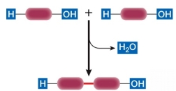 Refer to the diagram below, showing a condensation reaction.   This reaction occurs during the formation of which protein structure? A)  Peptide backbone B)  <font face= symbol ></font> helix C)  <font face= symbol ></font> pleated sheet D)  Disulfide bridge E)  Ionic bond