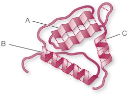Refer to the figure below.   What level of protein structure is illustrated in sections A and B of this polypeptide, and what types of forces indicated by the letter C stabilize these sections? A)  Primary structure, disulfide bridges B)  Secondary structure, hydrogen bonds C)  Secondary structure, salt bridges D)  Tertiary structure, salt bridges E)  Tertiary structure, hydrogen bonds