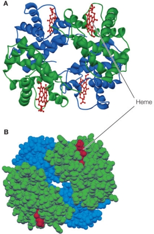 Refer to the figure below of a hemoglobin protein.   The hemoglobin protein has four subunits.If it were exposed to high temperatures, it would most likely A)  remain unchanged, since it is protected by the interaction of the R subunits. B)  become covalently modified. C)  become denatured into four peptide backbones. D)  release amino acids when the peptide bonds break. E)  show increased function in activity assays.