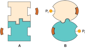 Figure A shows a protein consisting of two identical subunits.Figure B shows the same protein after each subunit has been covalently modified with a phosphate group.   Based on the activities shown in the diagrams, what biological advantage does this protein gain by having the ability to undergo a reversible phosphorylation-dephosphorylation reaction? A)  It gains the ability to resist denaturation. B)  It gains the ability to undergo reversible subunit dissociation. C)  It gains a mechanism for regulating substrate binding. D)  It gains a broader range of molecules that will bind to its binding sites. E)  It gains a broader range of biological functions that it can carry out.