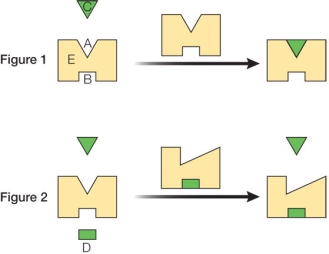 Figure 1 shows a protein enzyme labeled E that catalyzes a chemical reaction involving the substrate molecule labeled C.Figure 2 shows how another molecule, labeled D, binds to a site on the protein that is distinct from the catalytic site.   Based on the activities shown, what biological advantage does this protein gain by having the ability to bind molecule D? A)  It gains a new chemical reaction that it can catalyze. B)  It gains the ability to bind a broader range of molecules at its catalytic site. C)  It gains a mechanism for preventing the protein from being degraded. D)  It gains a means for turning the biological activity of the protein on and off. E)  It gains the ability to diffuse through cell membranes.