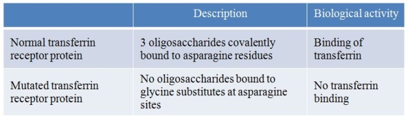 Transferrin is a protein that binds iron.It enters cells through transferrin receptors located on the cell membrane.A research group made a mutant transferrin receptor protein by replacing three asparagine residues with glycine.Results of their study are summarized in the table below.   Which statement is consistent with these results? A)  Iron binds to transferrin by recognizing oligosaccharides on the transferrin protein surface. B)  Iron binds to cells by recognizing oligosaccharides on the transferrin receptor surface. C)  Transferrin binds to the transferrin receptor protein on the cell surface by recognizing oligosaccharides attached to the receptor. D)  Asparagine residues provide the critical recognition sites for iron to bind to and enter cells. E)  Transferrin recognizes asparagine residues on the transferrin receptor protein to bind and enter cells.