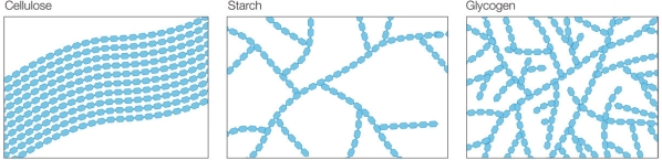 Refer to the figure below.   Rank the three structures shown, from lowest to highest density. A)  Cellulose, starch, glycogen B)  Starch, cellulose, glycogen C)  Glycogen, starch, cellulose D)  Cellulose, glycogen, starch E)  Starch, glycogen, cellulose