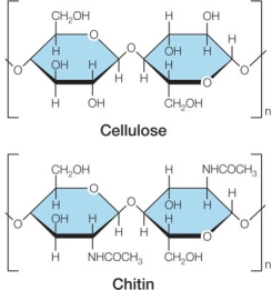 Refer to the figures below.   A student claims that adding functional groups onto carbohydrates does not provide any biological advantage.Which statement best evaluates this claim, using cellulose and chitin as evidence for the student's argument? A)  The student's claim is valid, as shown by cellulose and chitin, which both serve the same biological role even though one has a chemical modification and the other does not. B)  The student's claim is valid, as shown by cellulose and chitin, which require different enzymes for their synthesis and breakdown and thus create additional demands on cells. C)  The student's claim is not valid, as shown by cellulose and chitin, which allow the same organism to have greater flexibility in the type of structural polysaccharide it can build. D)  The student's claim is not valid, as shown by cellulose and chitin, which have different properties that enable different structures to develop in different organisms. E)  The student's claim is not valid, as shown by cellulose and chitin, which have vastly different biological functions as the result of chemical modification in one and not the other.