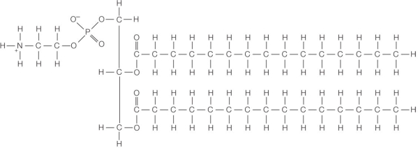 Refer to the figure below.   How does the molecule shown differ from a triglyceride? A)  It is less polar. B)  It is not classified as a lipid. C)  It is amphipathic. D)  It contains glycerol in its structure. E)  It contains ester linkages.