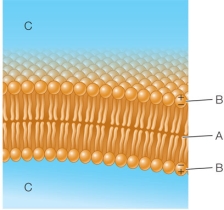 Refer to the diagram of a phospholipid bilayer below.   The membrane structure shown in the diagram forms in water because each phospholipid A)  has a hydrophilic head. B)  has a hydrophobic head. C)  is amphipathic. D)  has a hydrophobic tail. E)  has a hydrophilic tail.