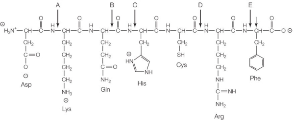 Refer to the figure below.   The structure shows an example of a biological polymer called a protein, which is made up of monomers called _______.