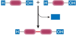 Refer to the diagram below showing a condensation reaction.   What molecule belongs in the empty blue box?