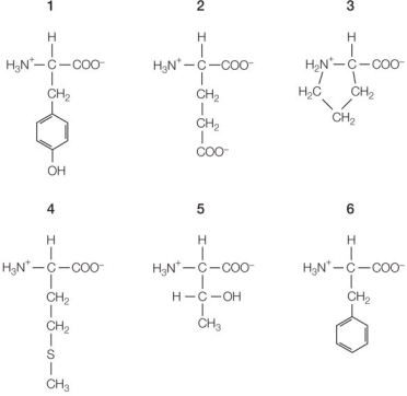 Refer to the figures below.   The hydrophobic amino acids are those with numbers _______.