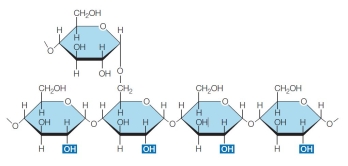 Refer to the diagram of a polysaccharide below.   The polysaccharide shown contains five molecules of _______.