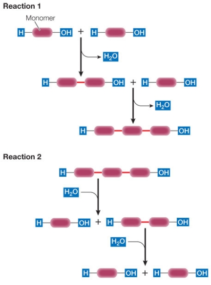 Refer to the figure below, summarizing how macromolecules are formed and broken down.   Identify the two types of reactions (reaction 1 and reaction 2), and describe how one requires energy and how the other releases energy.