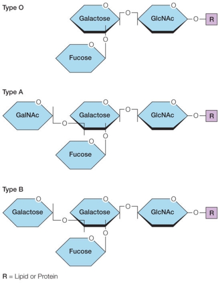 Refer to the figure below showing the three different oligosaccharides present on the surfaces of human red blood cells that determine blood type.   Antibodies are proteins produced in the body in response to foreign substances.Antibodies recognize and bind to these foreign substances to remove them from the body.How would blood cells containing the oligosaccharide type O be received if they were transfused into the body of a patient whose own blood cells contained the oligosaccharide type A? Would the reaction be different if the reverse situation occurred; that is, blood cells containing the oligosaccharide type A transfused into a patient whose blood cells contained oligosaccharide type O? Describe the role of the oligosaccharides in these two situations.
