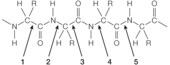 Refer to the figure below showing a section of a polypeptide chain in a protein.   Which bond labeled on the figure undergoes hydrolysis as the chain is broken down to its amino acid building blocks? A)  1 B)  2 C)  3 D)  4 E)  5