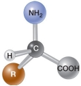 Refer to the figure below, showing the structure of l-alanine.   Which is the correct structure for d-alanine? A)    B)    C)    D)    E)   