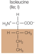 Refer to the figure below.   A protein made up of 125 amino acids contains an isoleucine residue at position 54 in its polypeptide chain.Which amino acid could be substituted for this isoleucine and be expected to cause the least disruption in the protein's three-dimensional structure? A)    B)    C)    D)    E)   