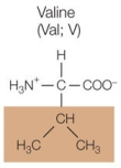 Refer to the figure below.   A protein made up of 125 amino acids contains an isoleucine residue at position 54 in its polypeptide chain.Which amino acid could be substituted for this isoleucine and be expected to cause the least disruption in the protein's three-dimensional structure? A)    B)    C)    D)    E)   