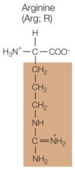 Refer to the figure below.   A protein made up of 125 amino acids contains an isoleucine residue at position 54 in its polypeptide chain.Which amino acid could be substituted for this isoleucine and be expected to cause the least disruption in the protein's three-dimensional structure? A)    B)    C)    D)    E)   